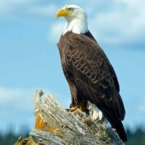 Meet your Posher, Audrey